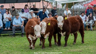 Lote Reservado Campeón P.I.