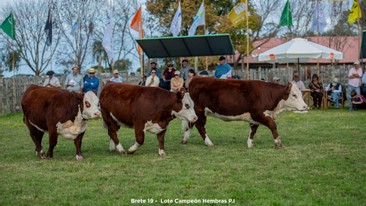 Lote Campeón Hembras P.I.