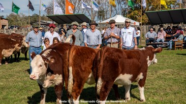 Lote Reservado Campeón Hembras P.I.