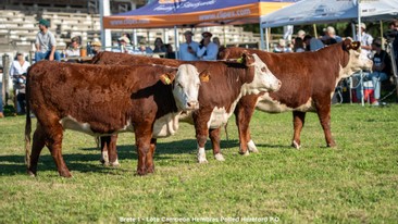 Lote Campeón Hembras Polled Hereford P.O.