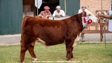 Gran Campeón y Campeón Ternero Mayor
