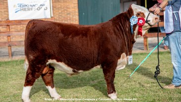 Reservado Gran Campeón y Campeón Ternero Menor