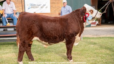 Tercer Mejor Macho y Campeón Ternero Intermedio