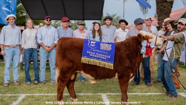 Gran Campeón Macho y Campeón Ternero Intermedio