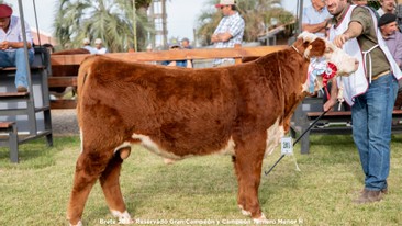 Reservado Gran Campeón y Campeón Ternero Menor