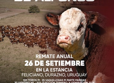 Los Toros de Alfonso