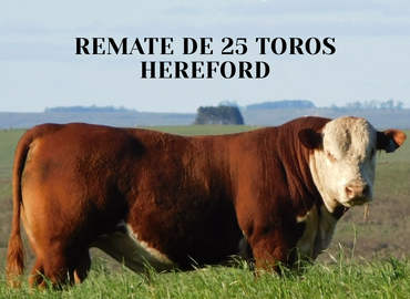 Hereford para Vaquillonas de Puesto Blanco