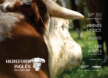 Hereford Inglés / Tellería
