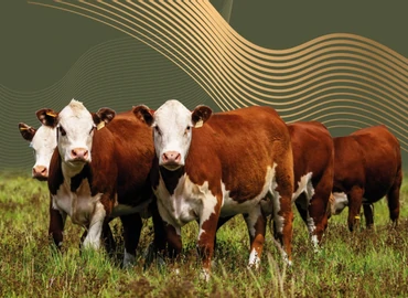 Hereford de Punta
