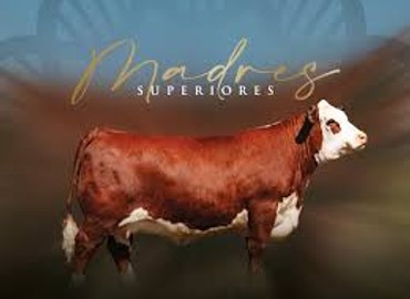 Madres Superiores