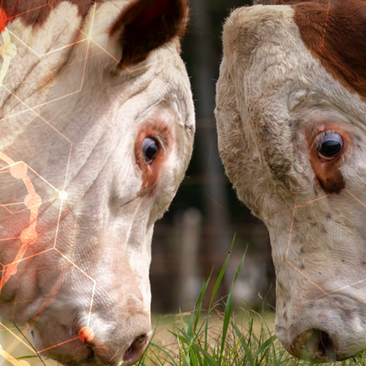 Catálogo de genética Hereford 2025-2026