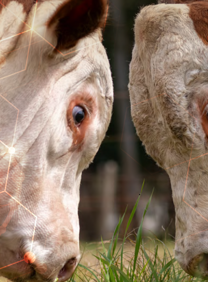 CATÁLOGO<br>GENÉTICA HEREFORD