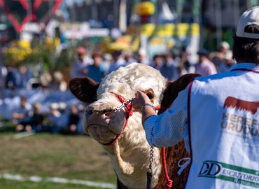 Ma?s Conectados Hereford - Nº19