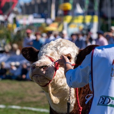 MÁS CONECTADOS HEREFORD - Nº19