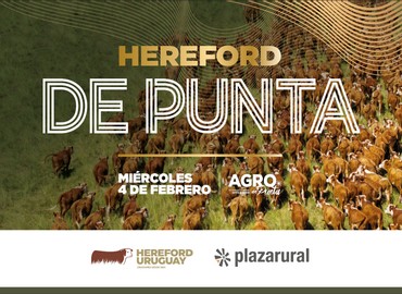 Hereford de Punta