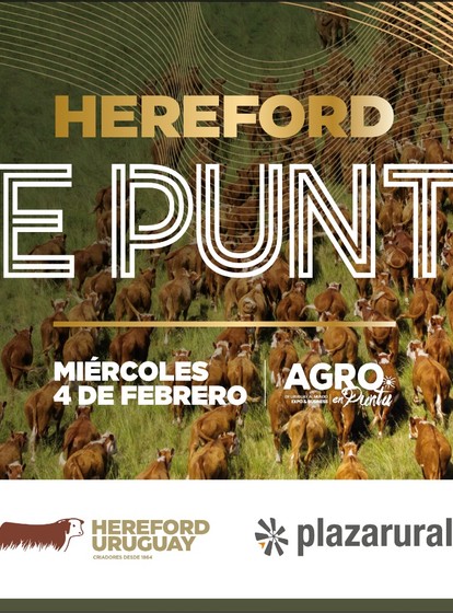 HEREFORD<br>DE PUNTA