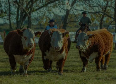 CALENDARIO DE ACTIVIDADES 2026