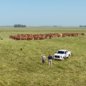 Estancia Larraechea en acción