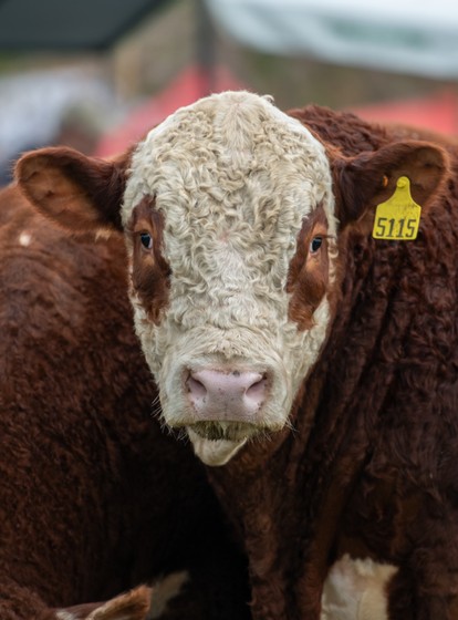 EXPO NACIONAL<br>HEREFORD 2026