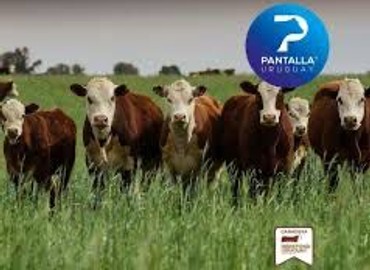 Segunda Ganadera Hereford Pantalla Uruguay