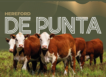 Hereford de Punta
