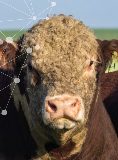 CATÁLOGO<br>GENÉTICA HEREFORD<br>2026 | 2027