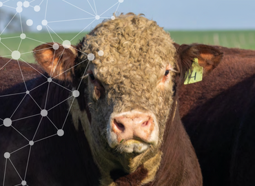 CATÁLOGO GENÉTICA HEREFORD 2026 | 2027