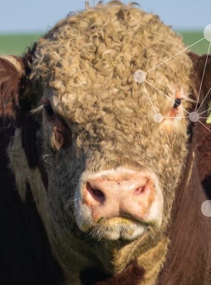 CATÁLOGO<br>GENÉTICA HEREFORD<br>2026 | 2027