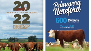 REMATE <BR>PRIMAVERA HEREFORD