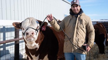 Las Anitas hace historia con genética Hereford de Uruguay en Canadá